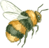 Bumblebee illustration