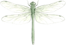 Dragonfly illustration