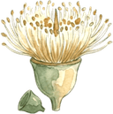 Gum blossom illustration