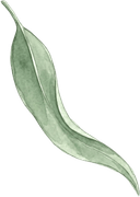 Eucalyptus leaf illustration